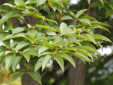 Carpinus japonica