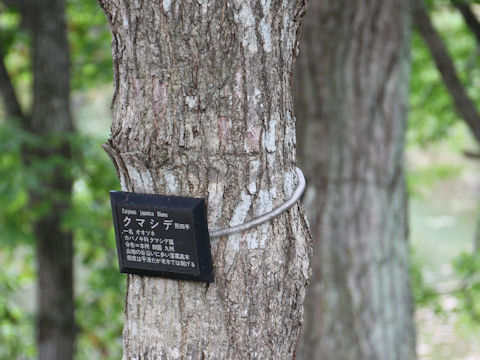 Carpinus japonica