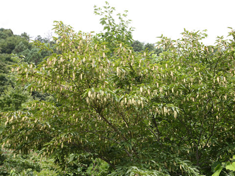 Carpinus japonica