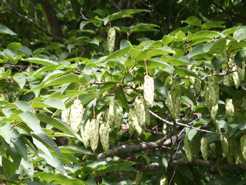 Carpinus japonica