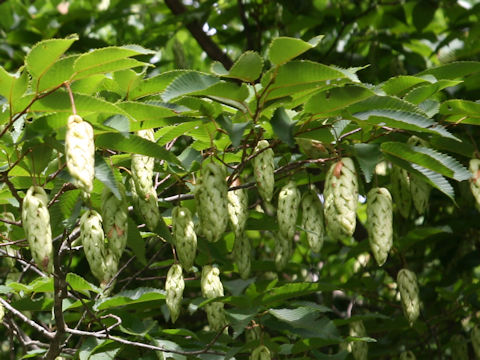 Carpinus japonica