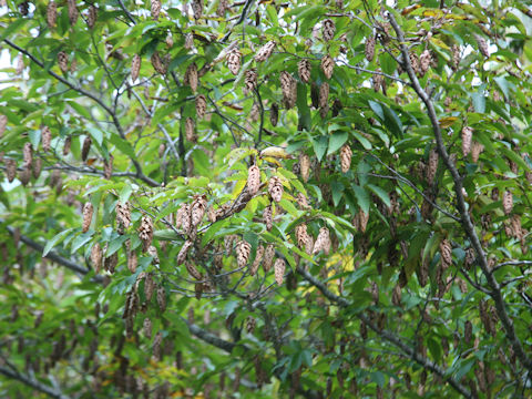 Carpinus japonica