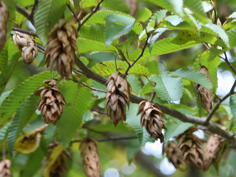 Carpinus japonica