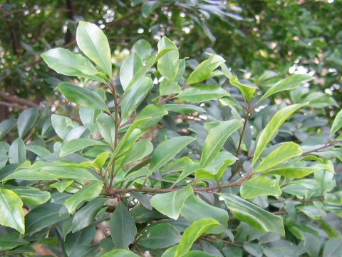 Ilex sugerokii