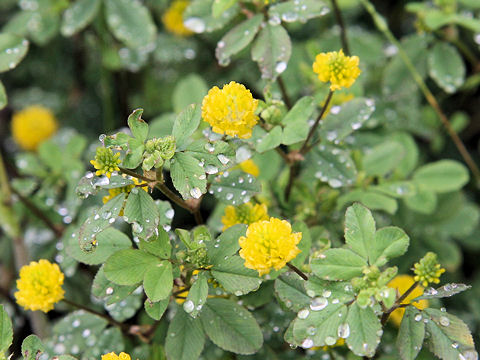 Trifolium campestre