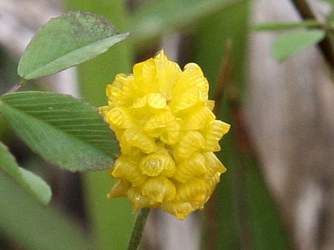 Trifolium campestre