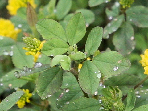 Trifolium campestre