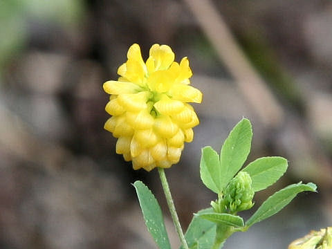 Trifolium campestre