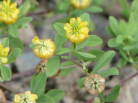 Trifolium campestre