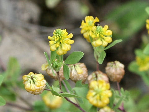 Trifolium campestre