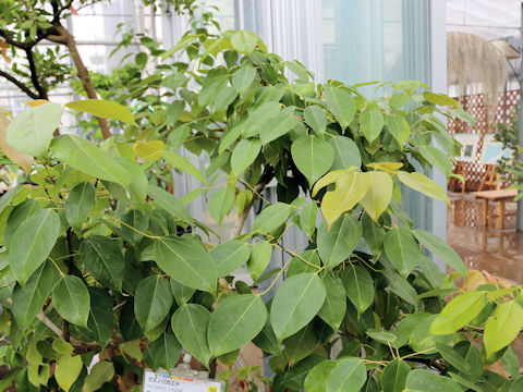 Acer itoanum
