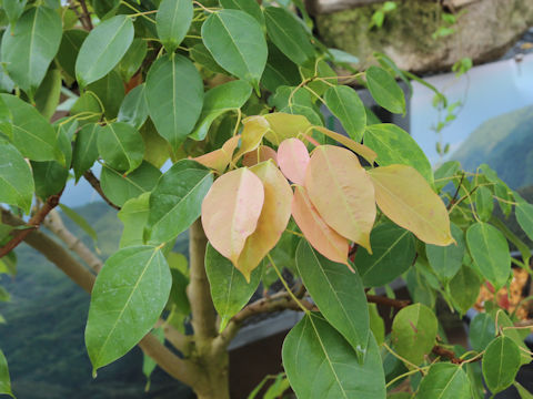 Acer itoanum
