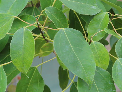 Acer itoanum