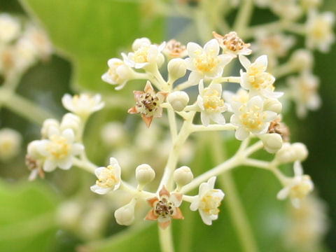 Cinnamomum camphora