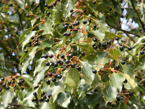 Cinnamomum camphora