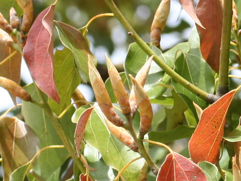 Cinnamomum camphora