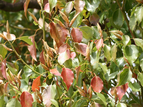 Cinnamomum camphora