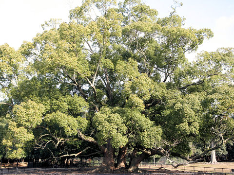 Cinnamomum camphora