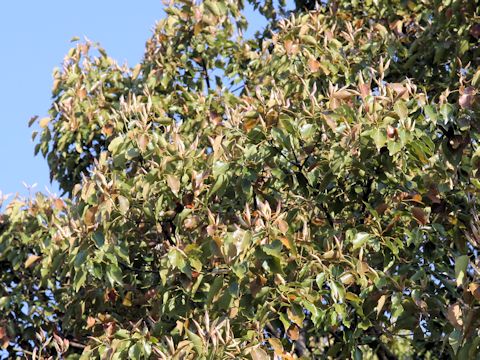 Cinnamomum camphora