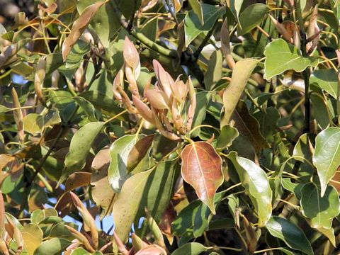 Cinnamomum camphora