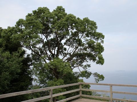 Cinnamomum camphora