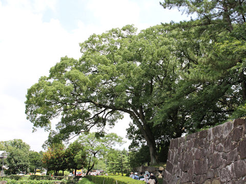 Cinnamomum camphora