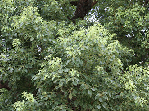 Cinnamomum camphora