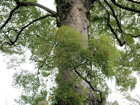 Cinnamomum camphora