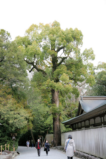 Cinnamomum camphora