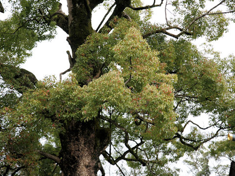 Cinnamomum camphora