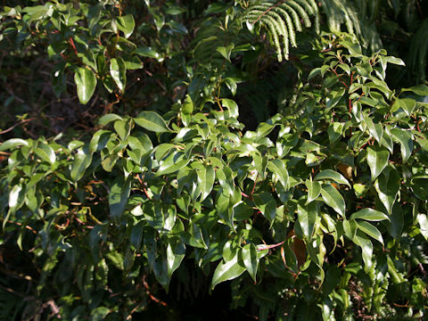 Cinnamomum camphora