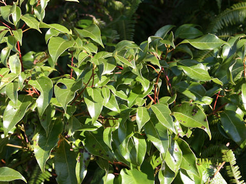 Cinnamomum camphora