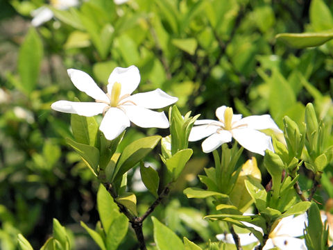 Gardenia jasminoide