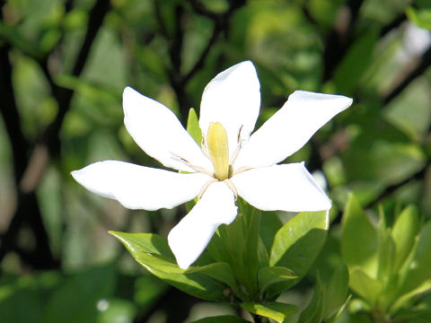 Gardenia jasminoide