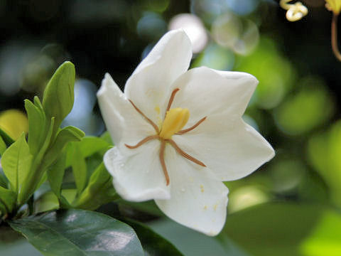 Gardenia jasminoide