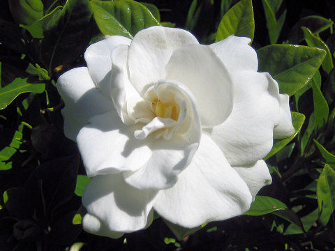 Gardenia jasminoide