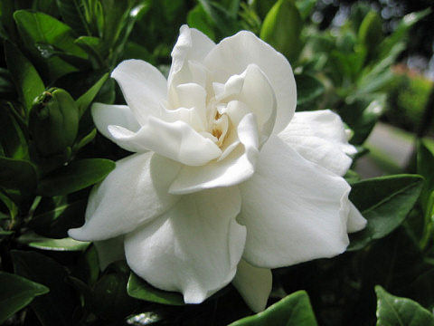 Gardenia jasminoide