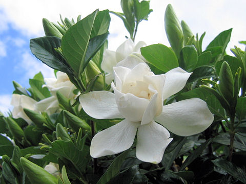 Gardenia jasminoide
