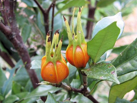 Gardenia jasminoide