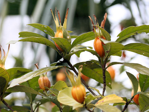 Gardenia jasminoide