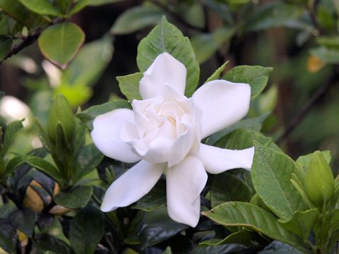 Gardenia jasminoide