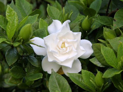 Gardenia jasminoide