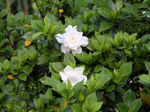 Gardenia jasminoide