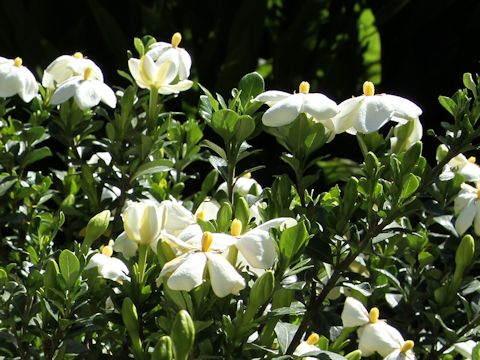 Gardenia jasminoide