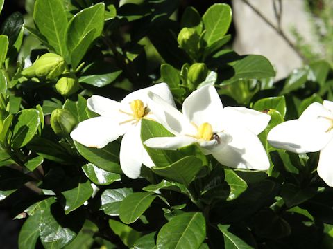 Gardenia jasminoide