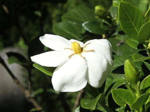 Gardenia jasminoide