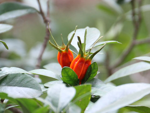 Gardenia jasminoide