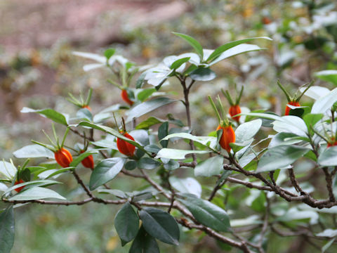 Gardenia jasminoide