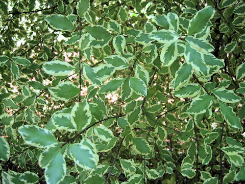 Pittosporum tenuifolium 'Variegatum'