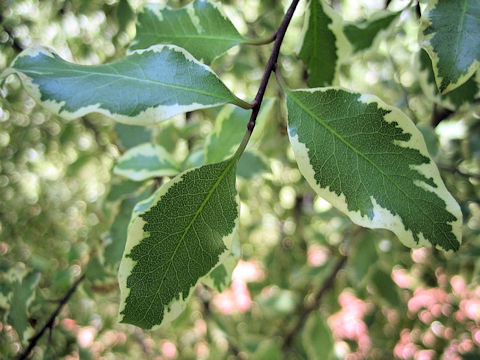 Pittosporum tenuifolium 'Variegatum'